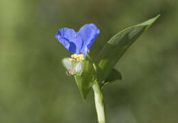 Image of Asiatic dayflower