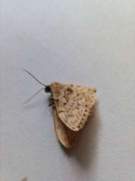 صورة Idaea inquinata Scopoli 1763