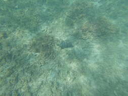 Image of Blunthead triggerfish