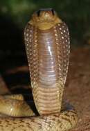 Image of Cape cobra