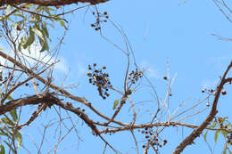 Angophora woodsiana F. M. Bailey的圖片