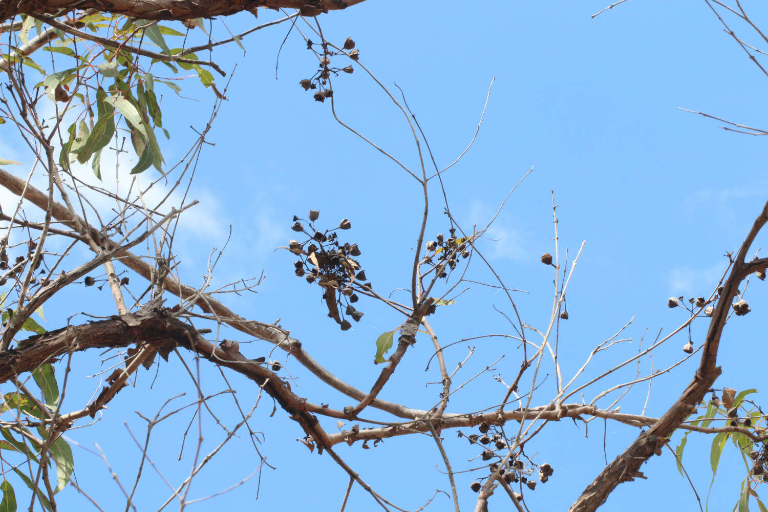 Angophora woodsiana F. M. Bailey的圖片