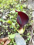 Image of Arum pictum L. fil.