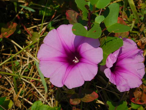 Ipomoea pes-caprae (L.) R. Brown resmi