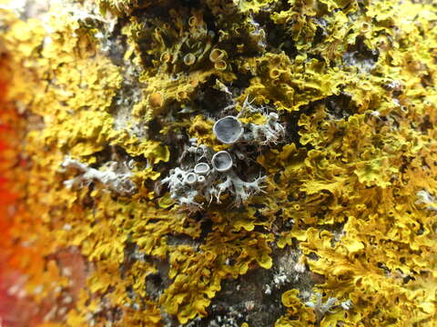 Image of rosette lichen