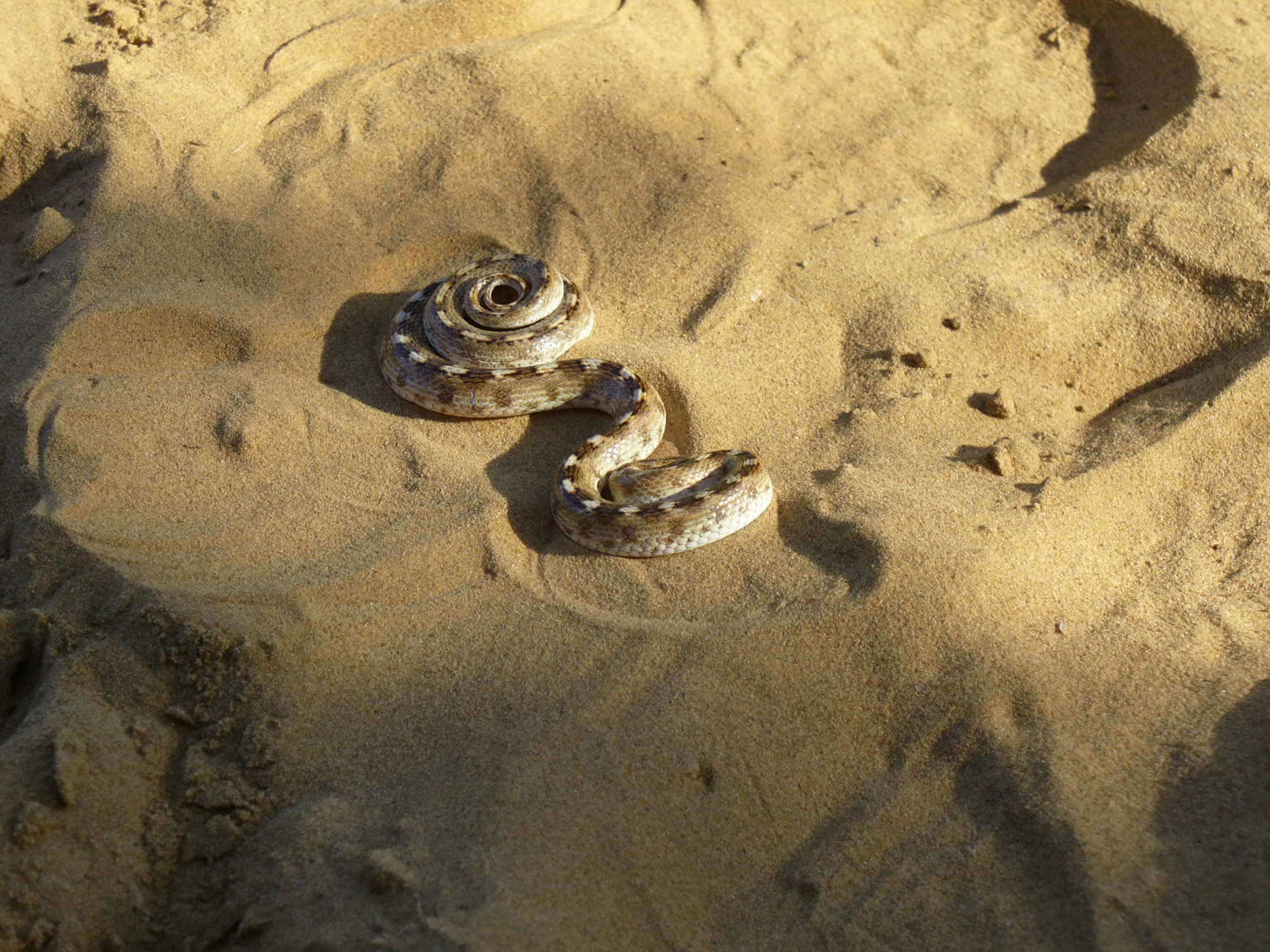 Image of Sind Longnose Sand Snake