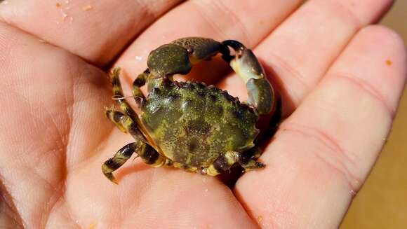 Image of Cuban stone crab