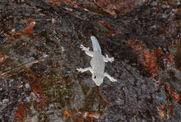 Image of Thicktail Day Gecko