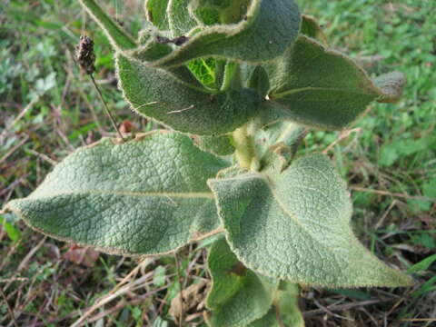 Image of Great Mullein