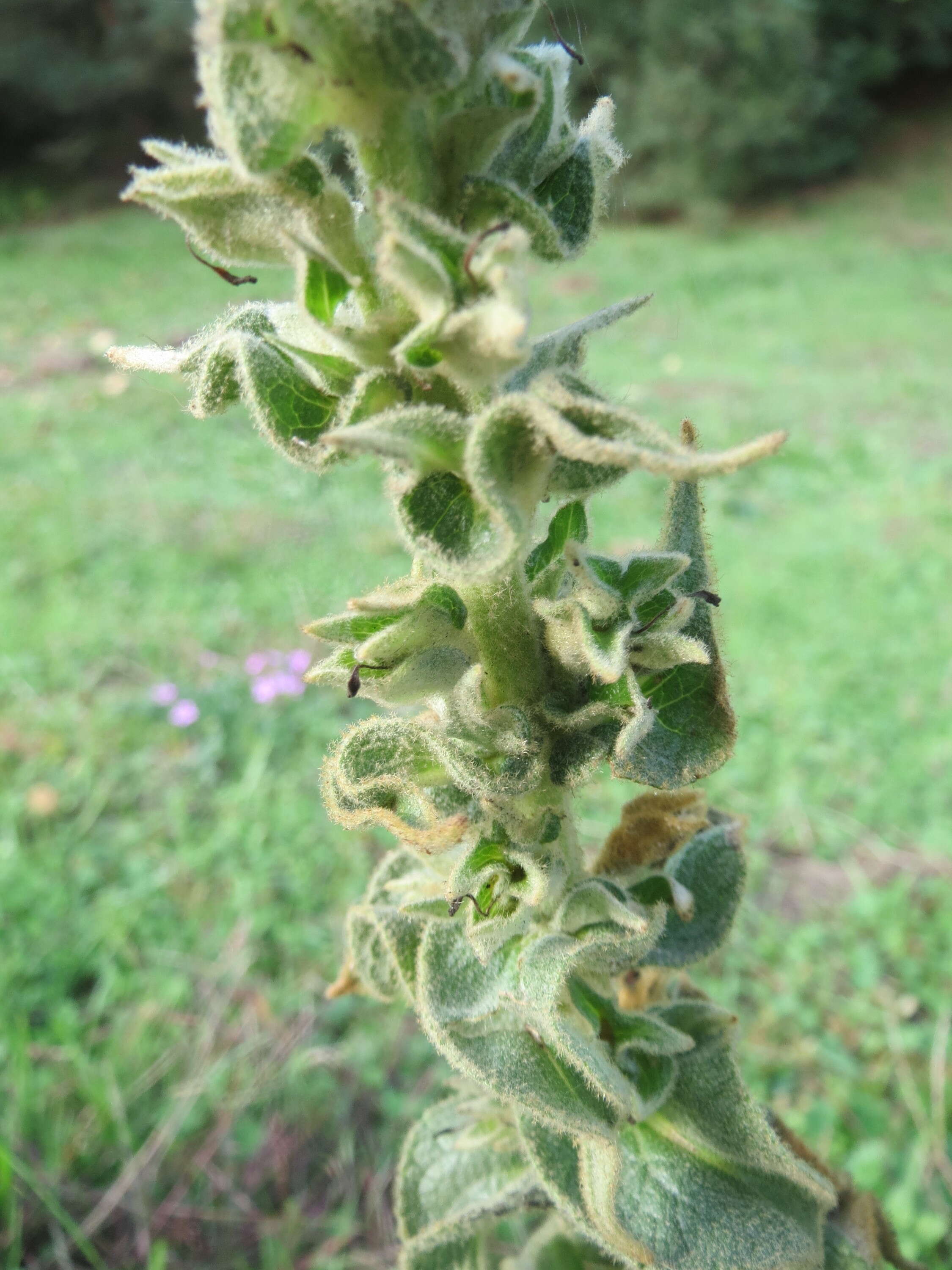 Image of Great Mullein