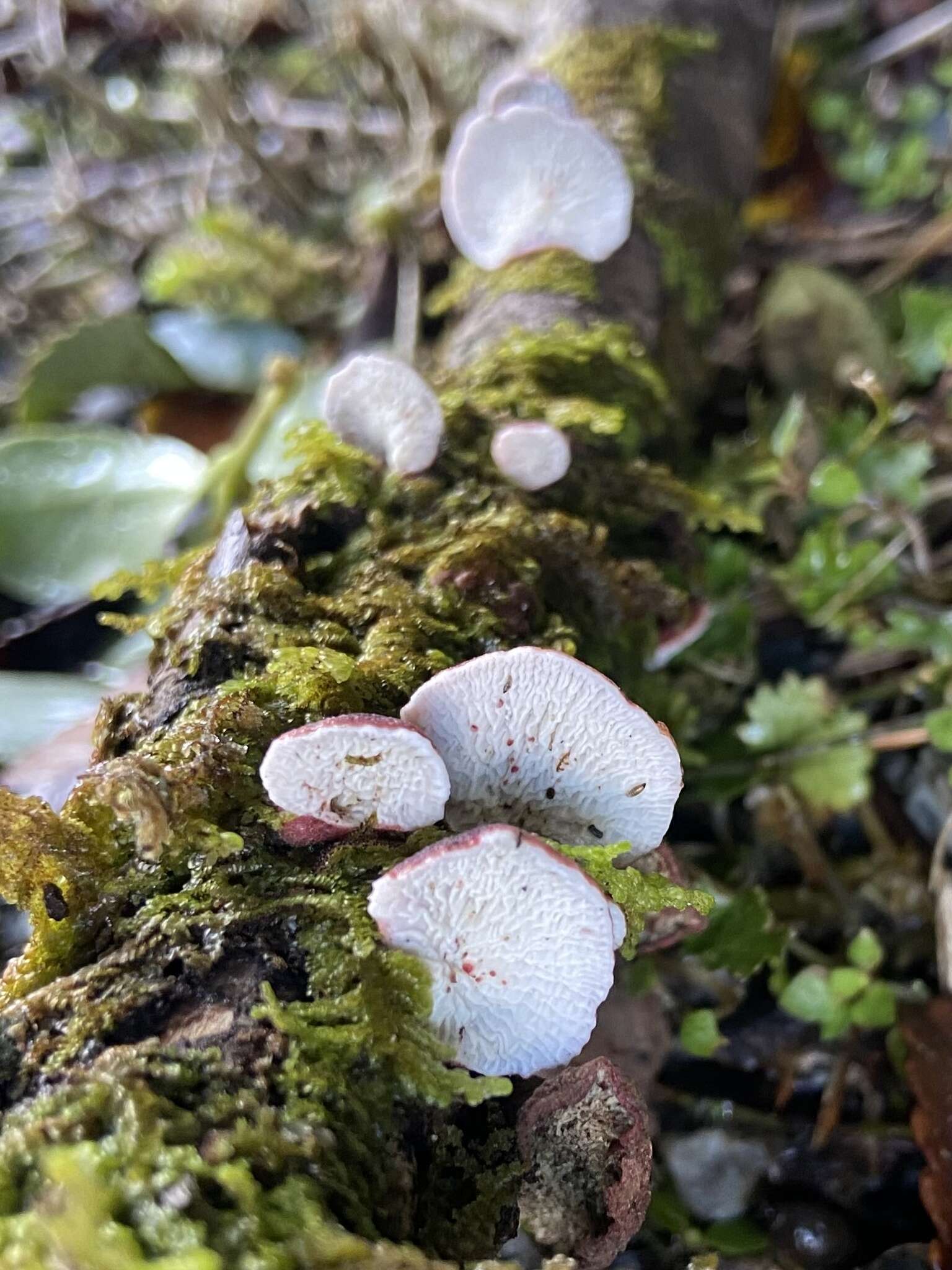 Image of Plicaturopsis scarlatina P. K. Buchanan & Hood 1992