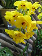 Imagem de Dendrobium chrysanthum Wall. ex Lindl.