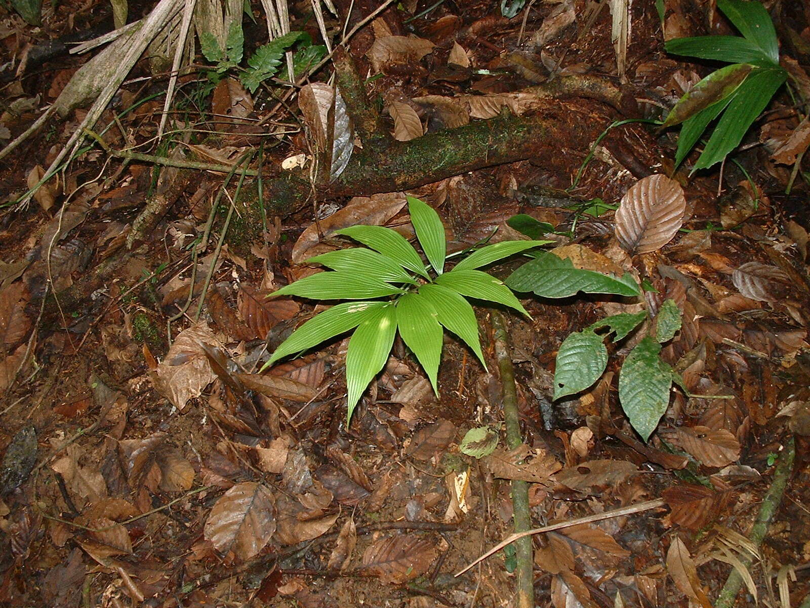 Image de Zamia neurophyllidia D. W. Stev.