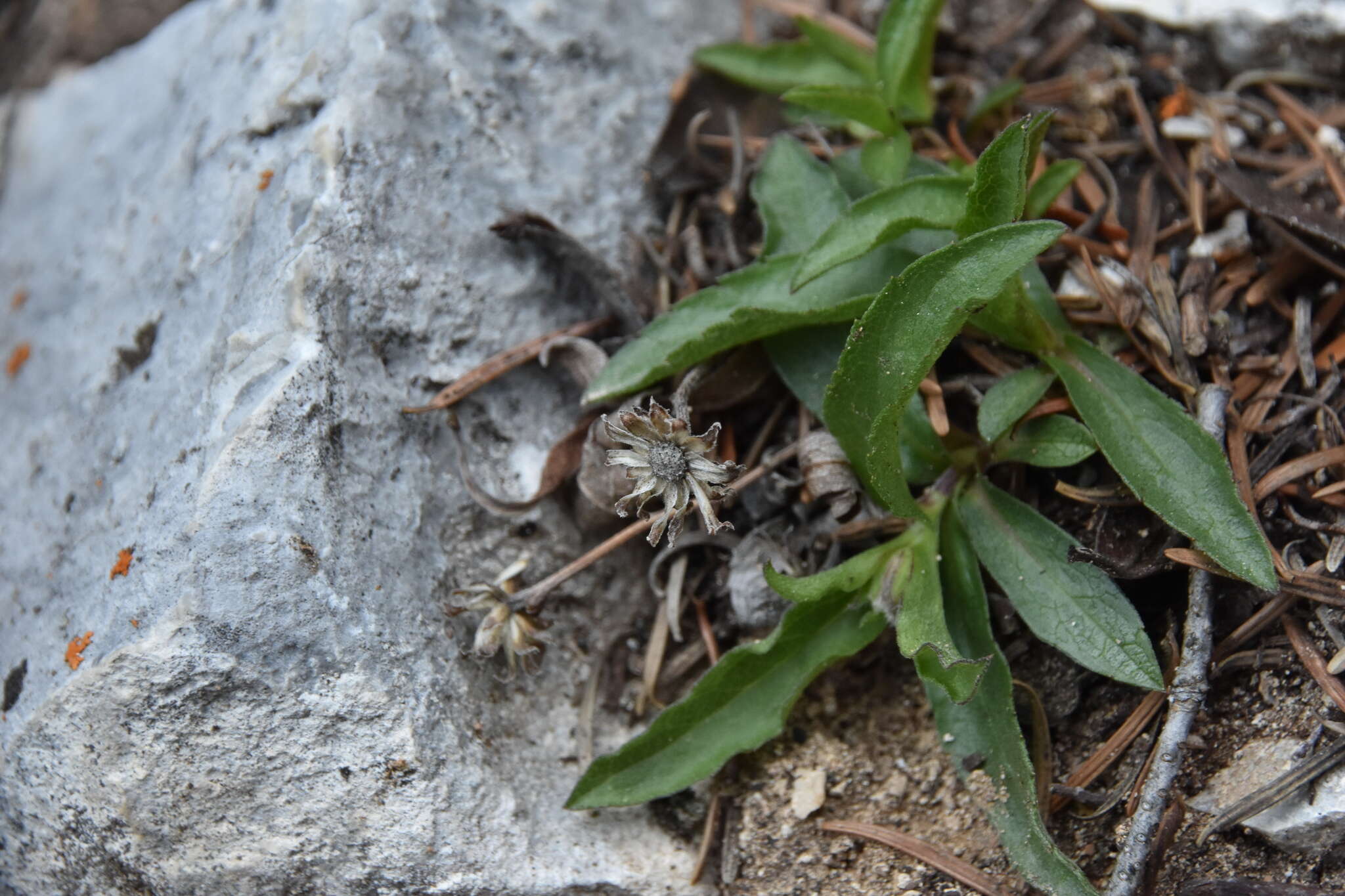 Eurybia merita (A. Nels.) G. L. Nesom resmi