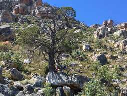 Image of Mountain cedar