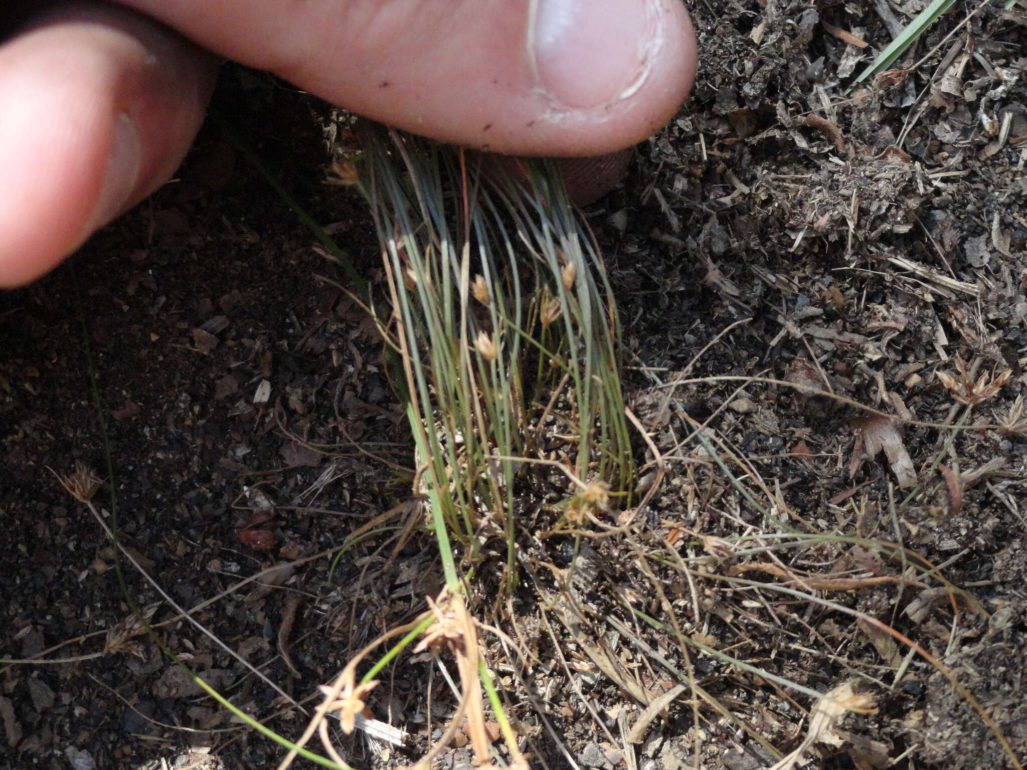 Image of watergrass