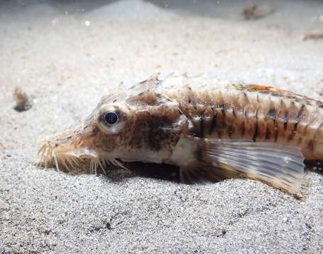 Image of Sturgeon poacher