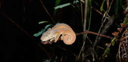 Image of Transvaal Dwarf Chameleon