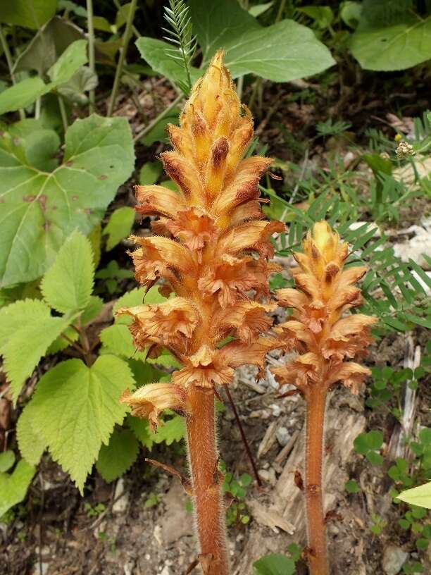 Image of Orobanche flava Mart.