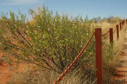 صورة Eremophila gibsonii F. Muell.