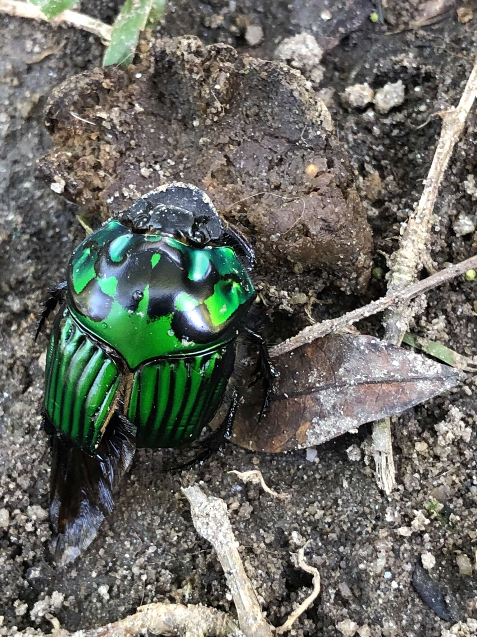 Image of Green Devil Beetle