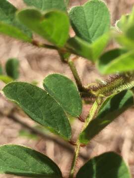 Image of roughhairy indigo