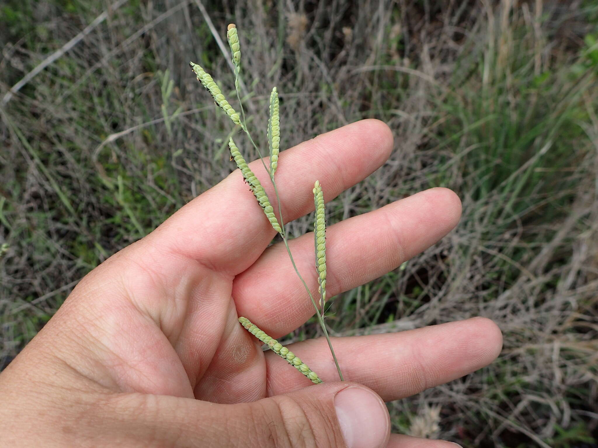 Image of Early Crown Grass