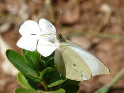 Image of Nepheronia buquetii (Boisduval 1836)