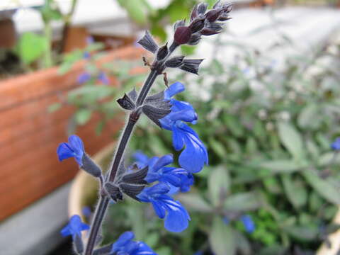 Image of Salvia sinaloensis Fernald