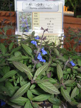 Image of Salvia sinaloensis Fernald