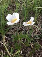 Anemone sylvestris subsp. sylvestris的圖片