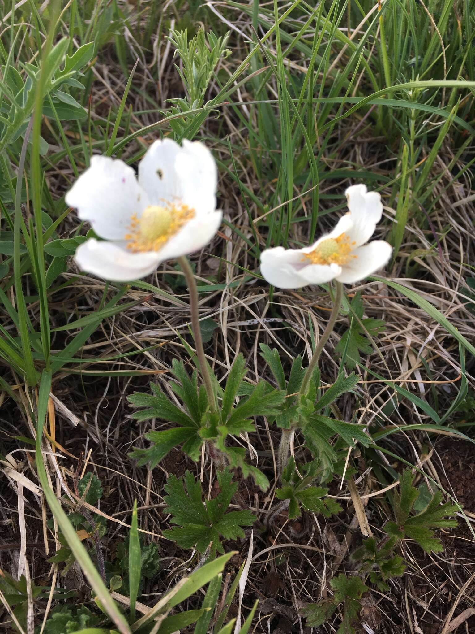 Anemone sylvestris subsp. sylvestris的圖片