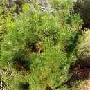 Sivun Grevillea involucrata George kuva