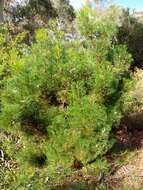 Plancia ëd Grevillea involucrata George