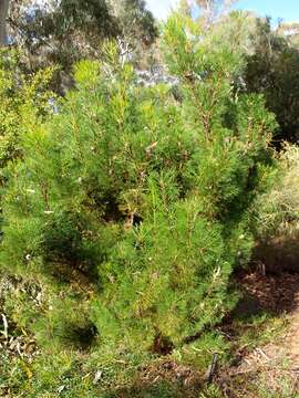 Image of Grevillea involucrata George