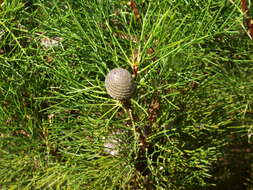 Plancia ëd Grevillea involucrata George