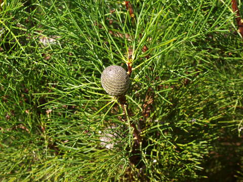 Image of Grevillea involucrata George