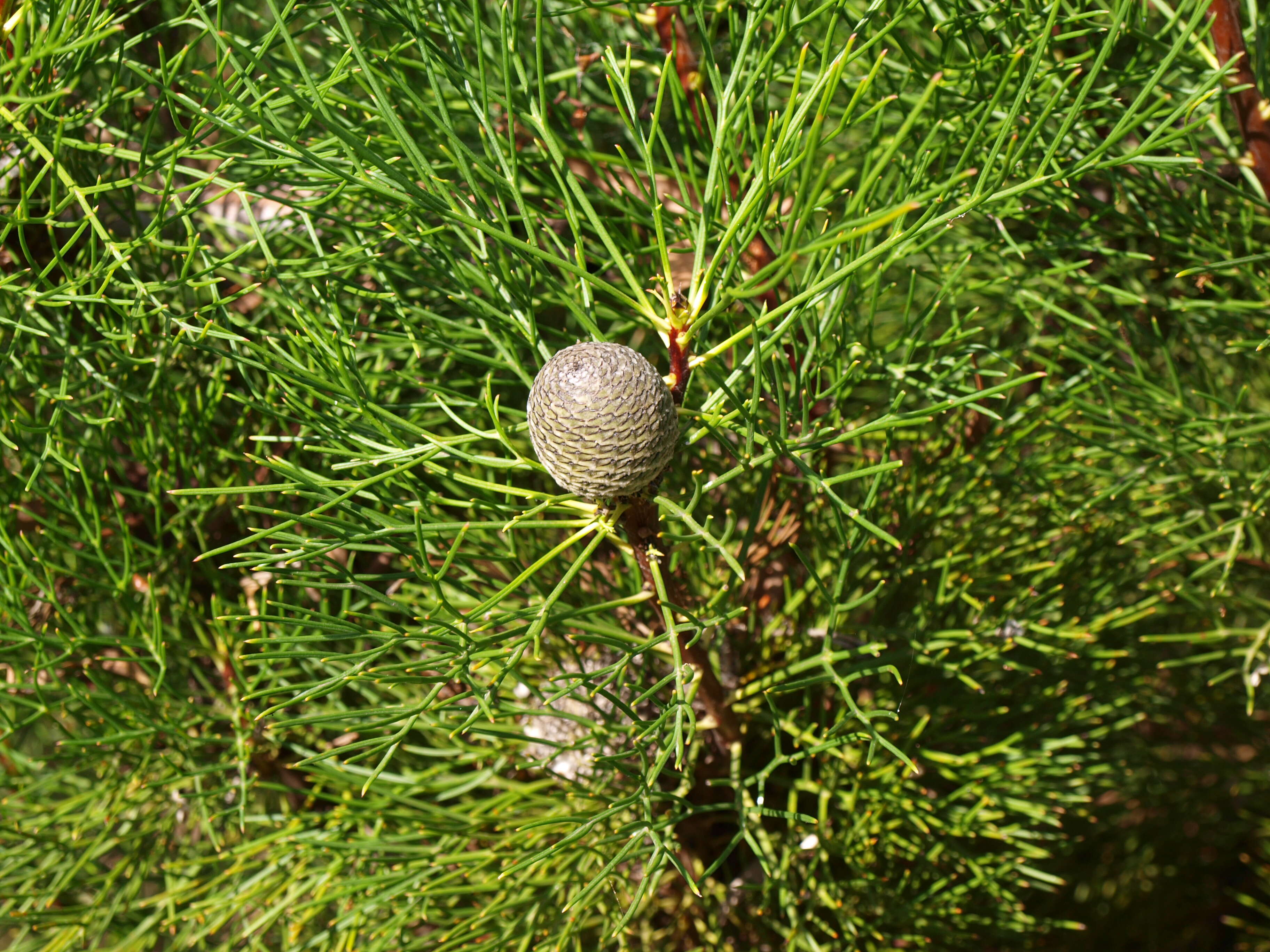 Plancia ëd Grevillea involucrata George