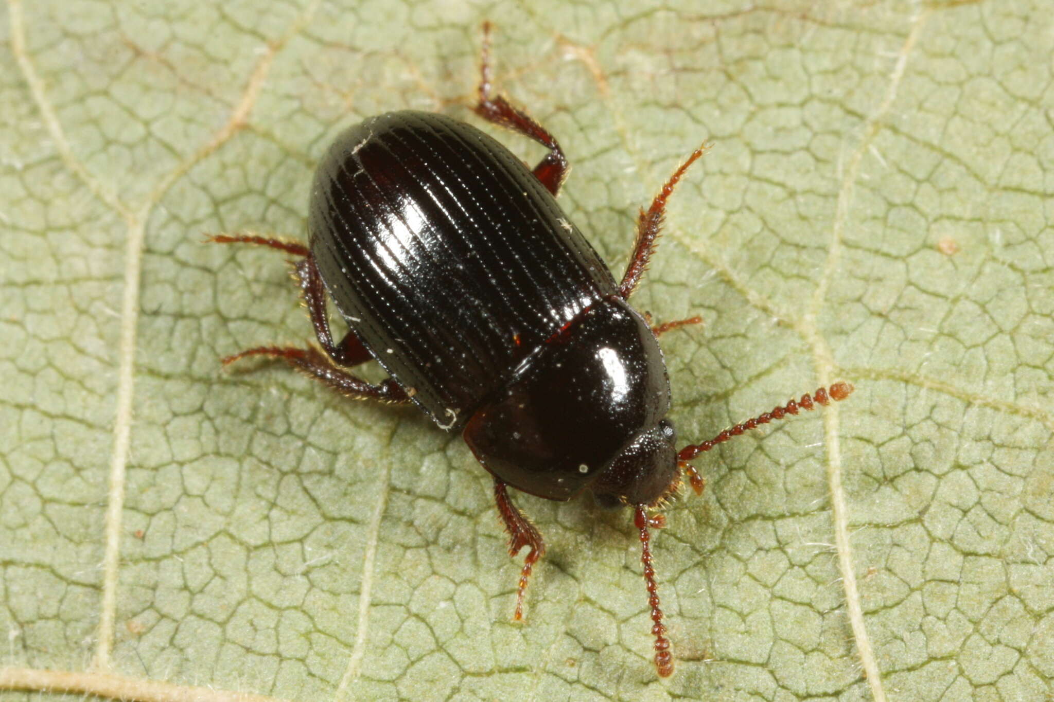 Image of Agyrtes (Agyrtecanus) bicolor Laporte de Castelnau 1840