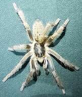 Image of Fort Hall Baboon Tarantula