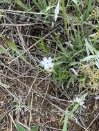 Image of Oklahoma phlox