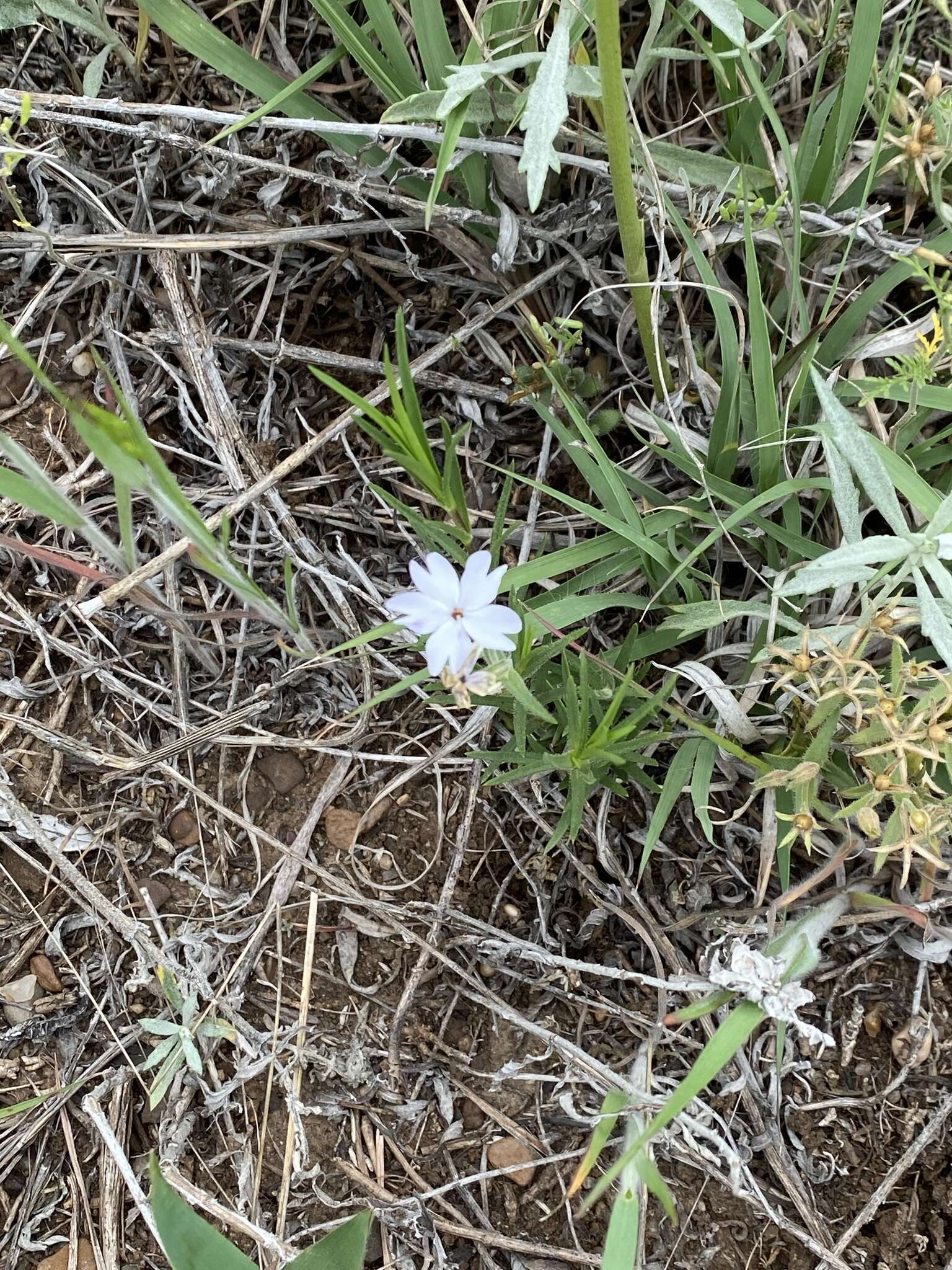 Image of Oklahoma phlox