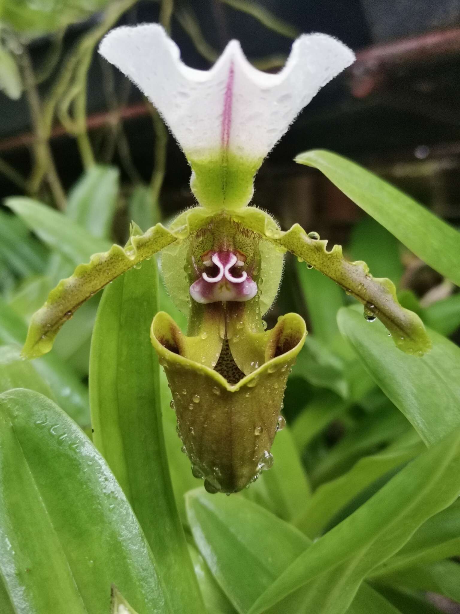 Image de Paphiopedilum spicerianum (Rchb. fil.) Pfitzer