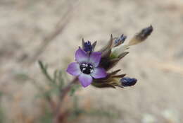 Image of manyleaf gilia