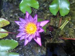 Image of blue star water-lily