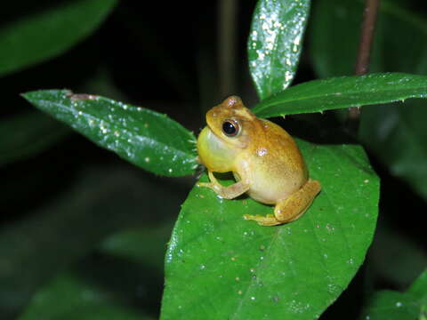 Image of Dendropsophus leali (Bokermann 1964)