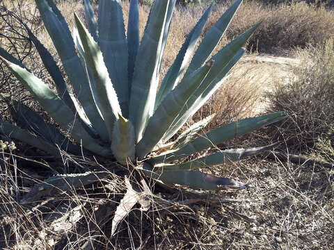 Image of American Aloe