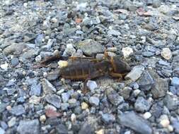 Image of European Mole Cricket