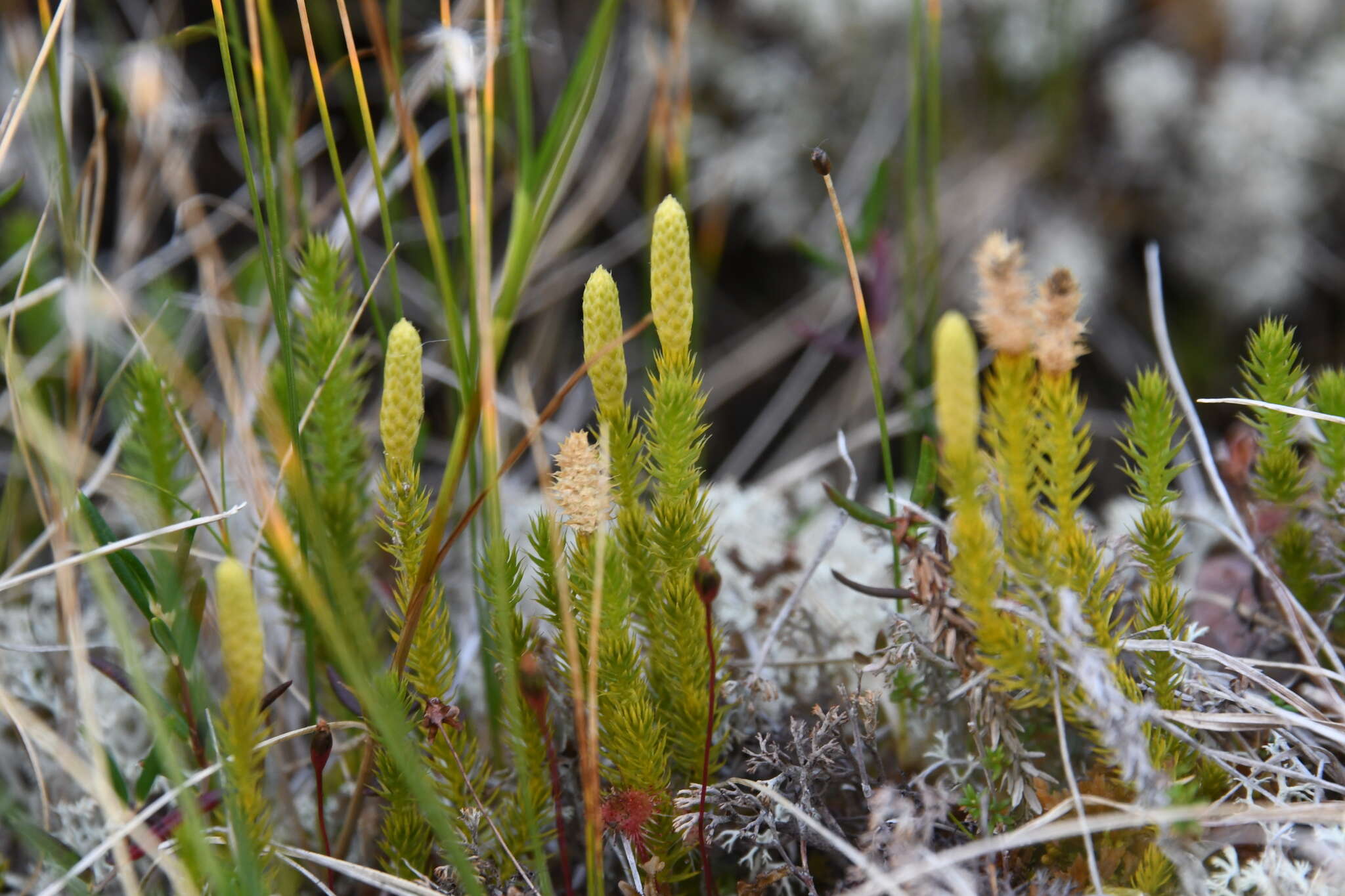 Imagem de Spinulum annotinum subsp. alpestre