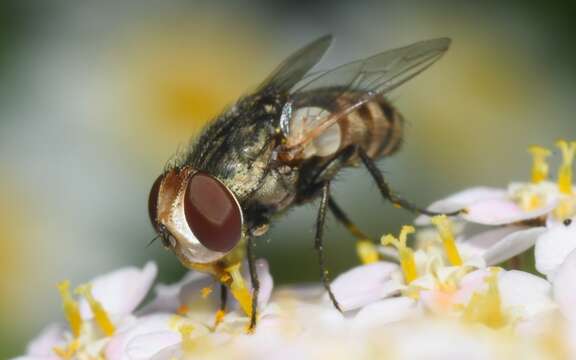 صورة Miltogramma punctata Meigen 1824